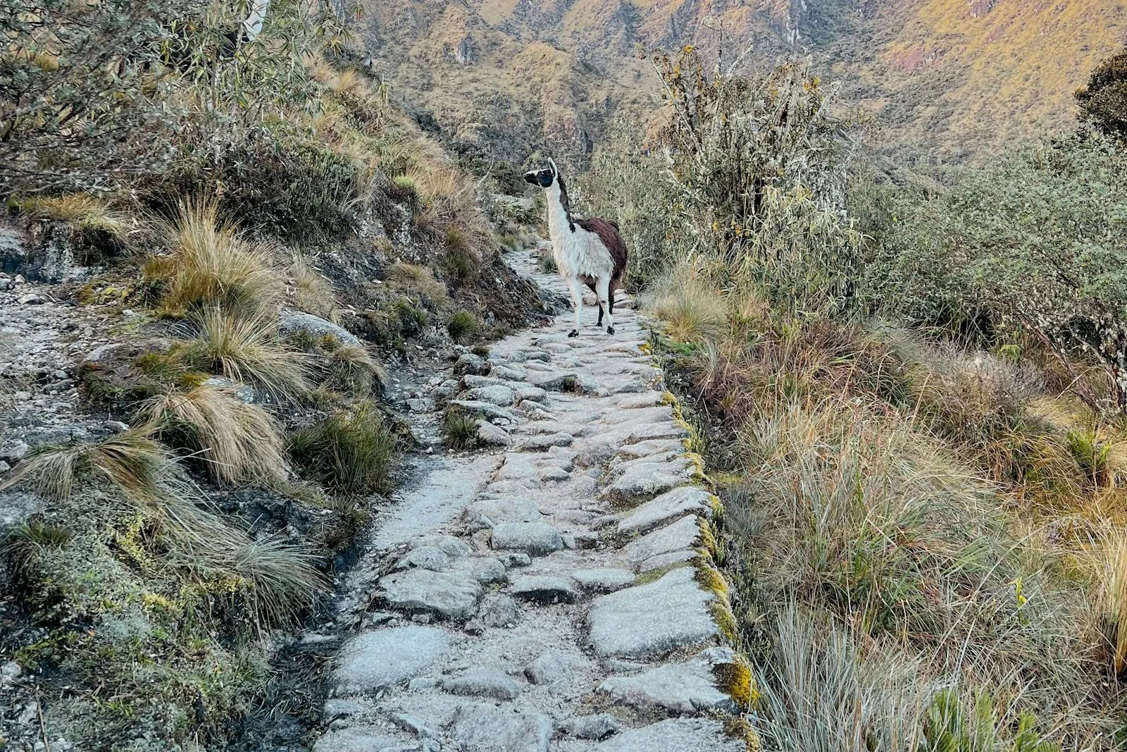Sendero de piedra entre montañas